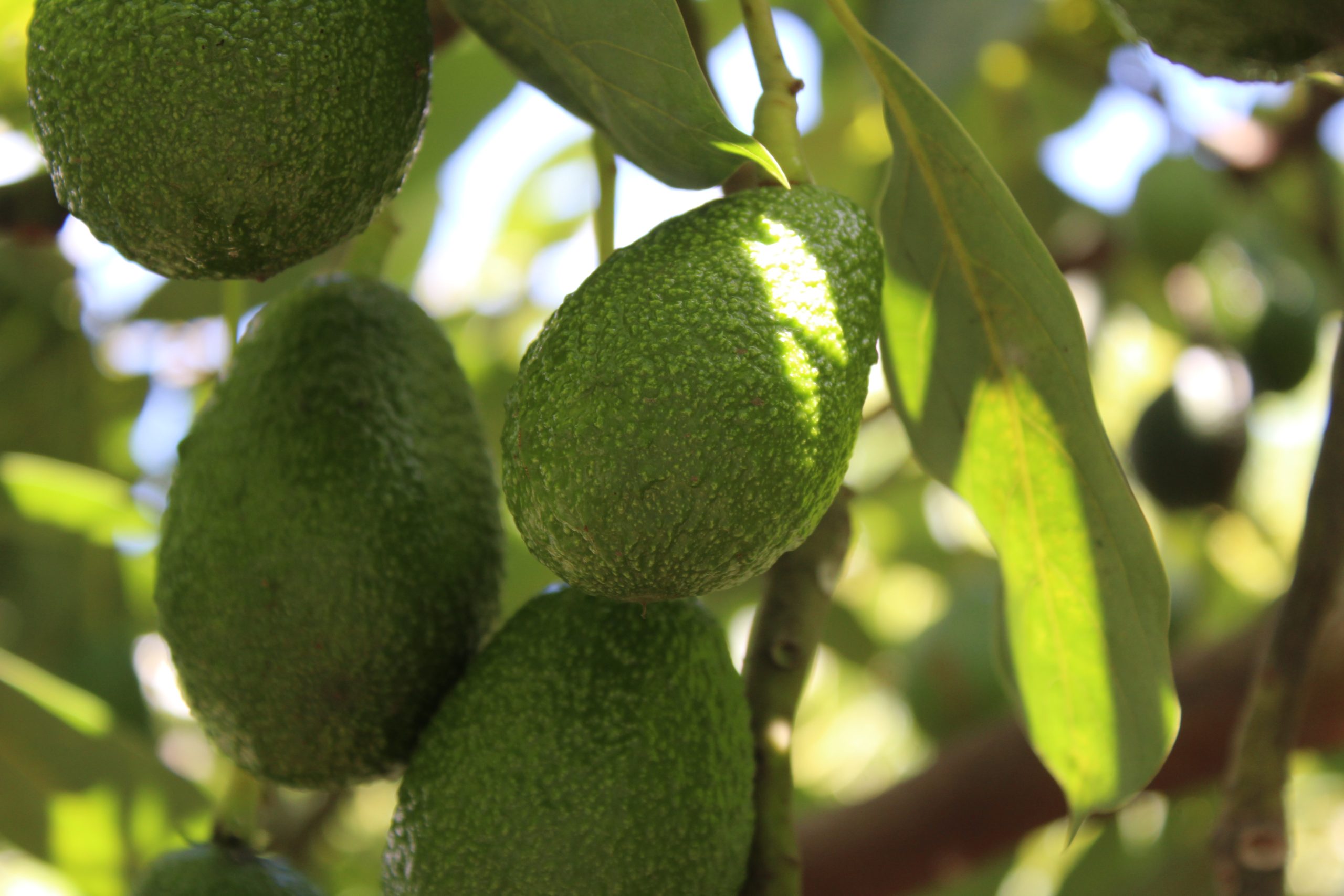 Avocados ripening on the tree